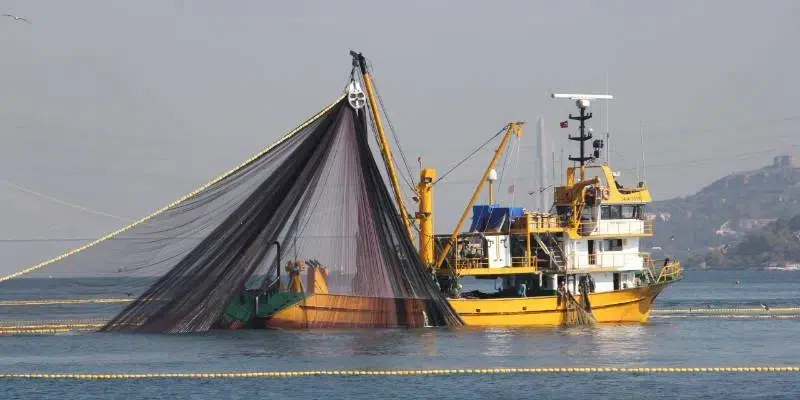 Adalar Çevresi Kritik Bir Balık Havzasına Dönüştü Adalar Çevresi Kritik Bir Balık Havzasına Dönüştü