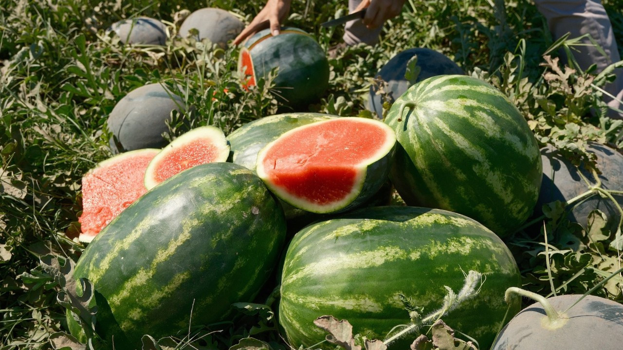 Bursa’da karpuzun fiyatı tarlada 30 Kuruş, merkezde 11 TL!